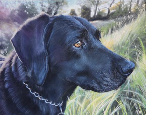 Katie Emmitt Art - Dog Pastel Portrait