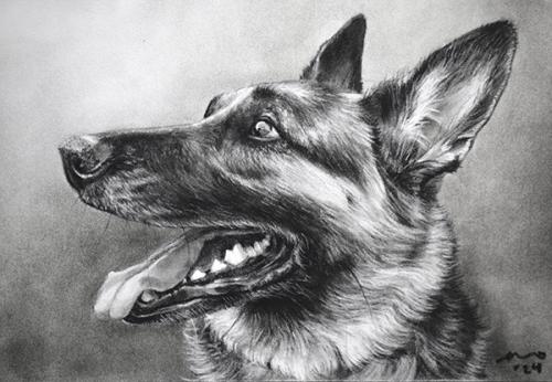 Katie Emmitt Art - Dog Pastel Portrait